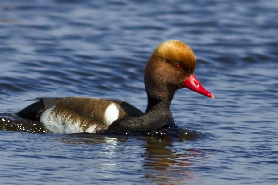 Red-crested Pochard
