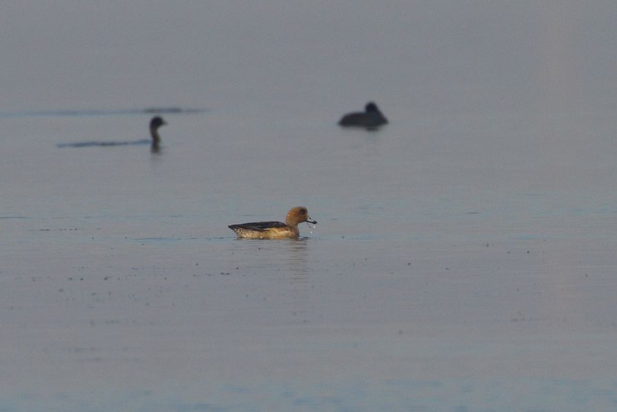 Eurasian Wigeon