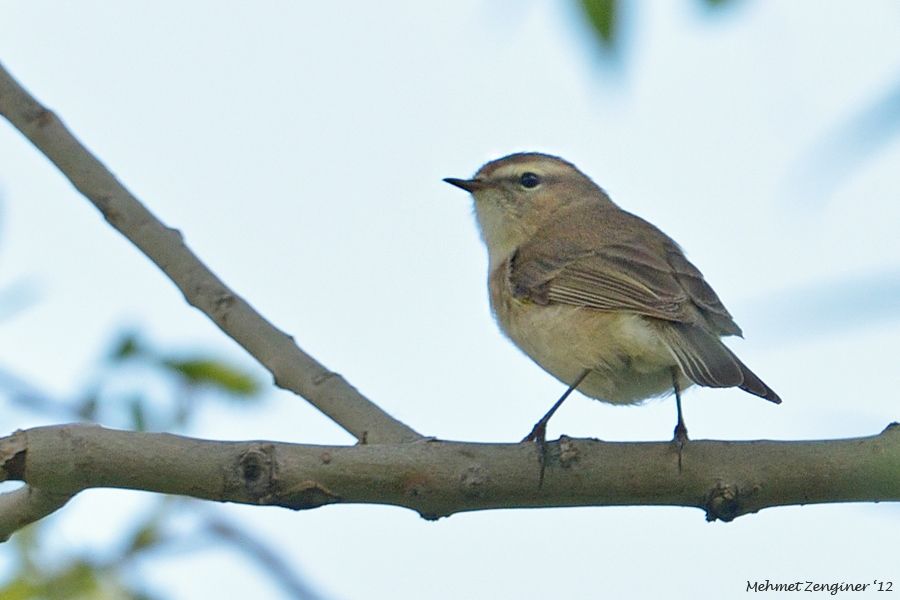 Mountain Chiffchaff