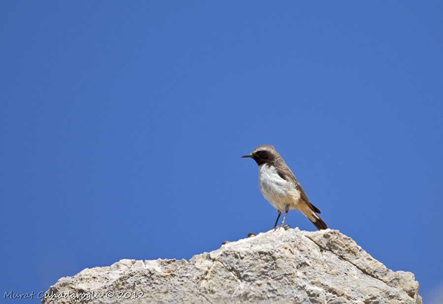 Red-tailed Wheatear