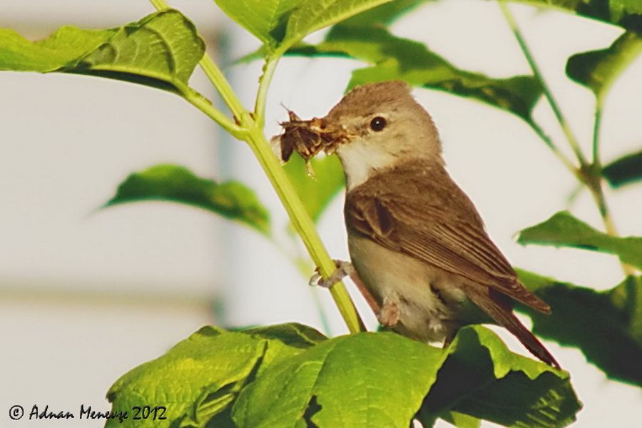 Eastern Olivaceous Warbler