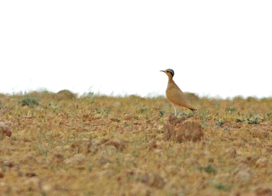 Cream-colored Courser