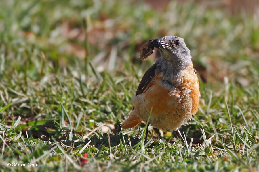 Common Rock Thrush