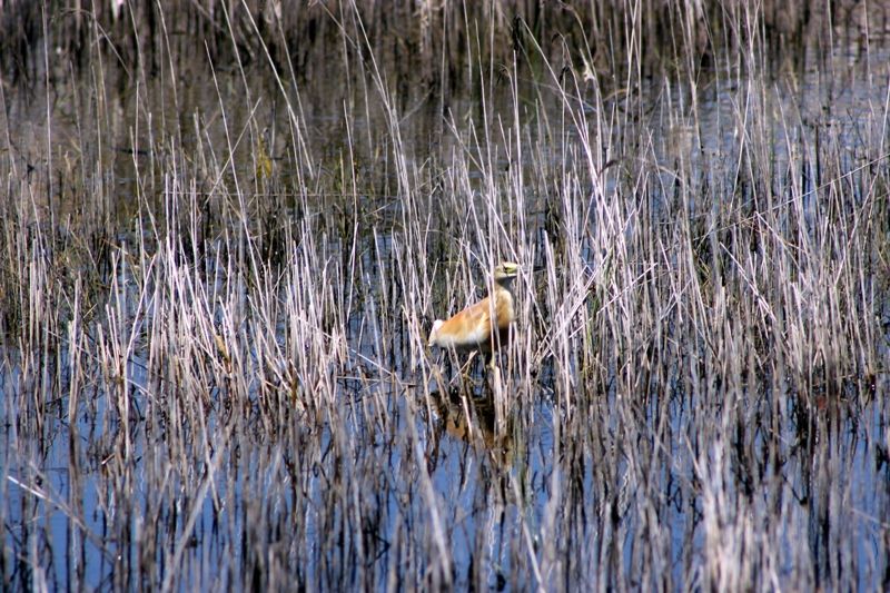 Squacco Heron