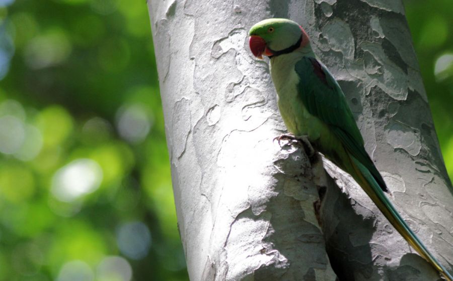Alexandrine Parakeet