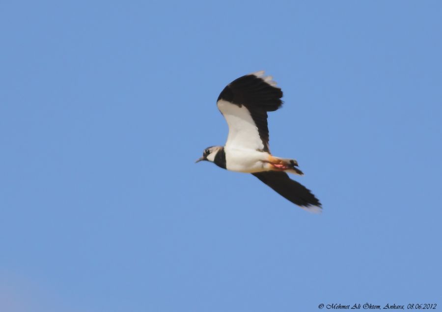 Northern Lapwing