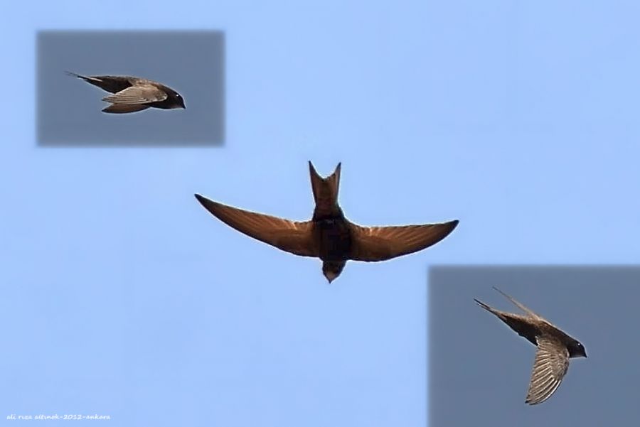 Common Swift