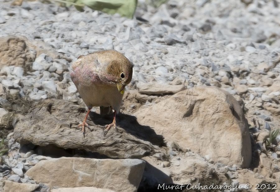 Mongolian Finch