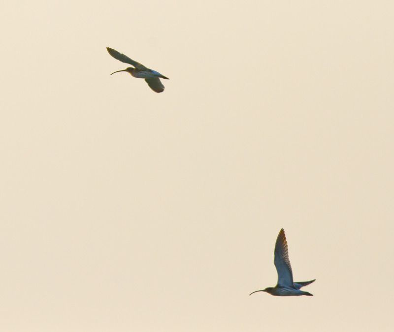 Eurasian Curlew