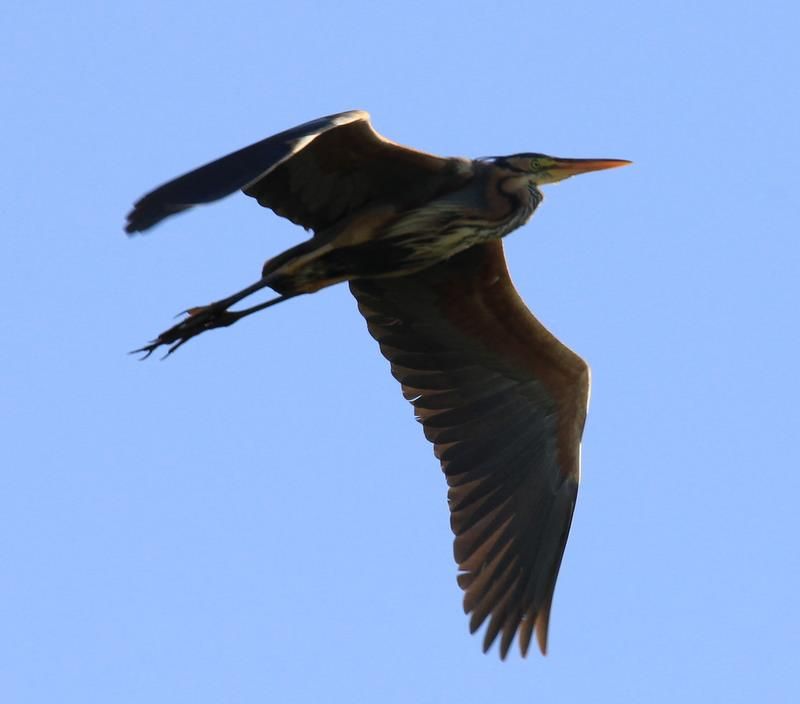Purple Heron