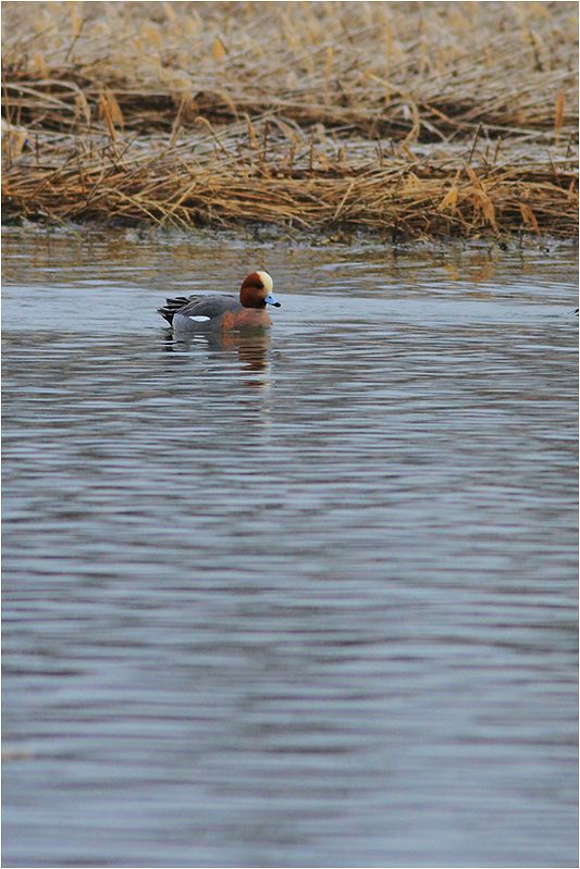 Eurasian Wigeon