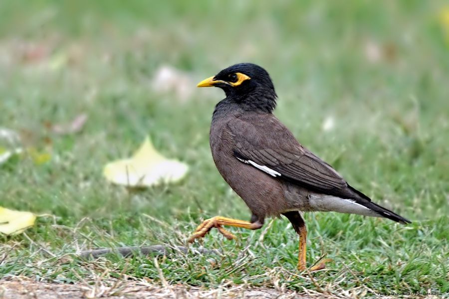 Common Myna