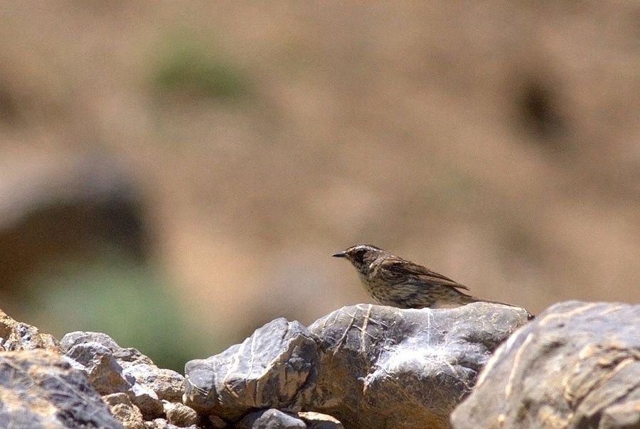 Radde`s Accentor