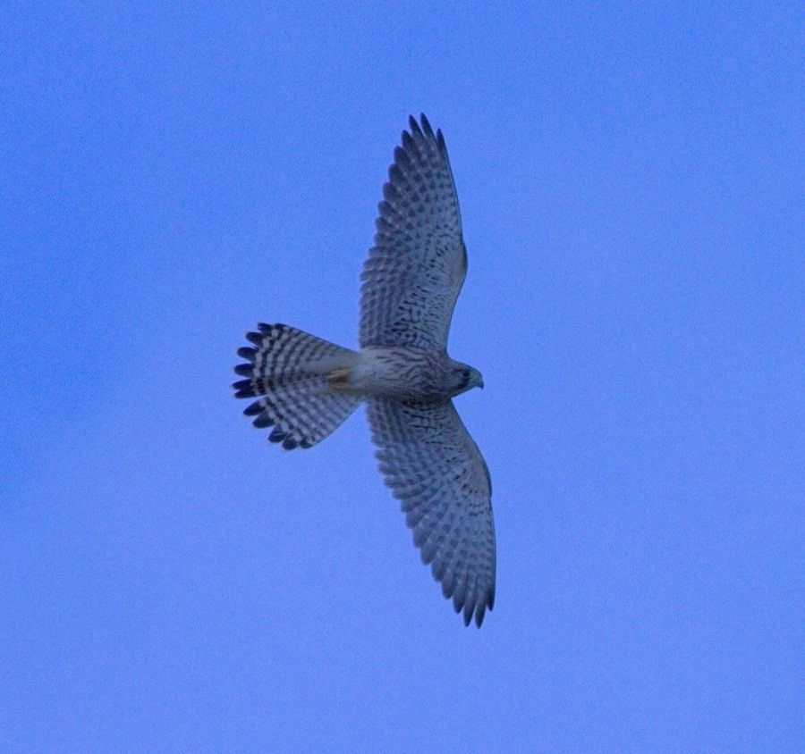Common Kestrel