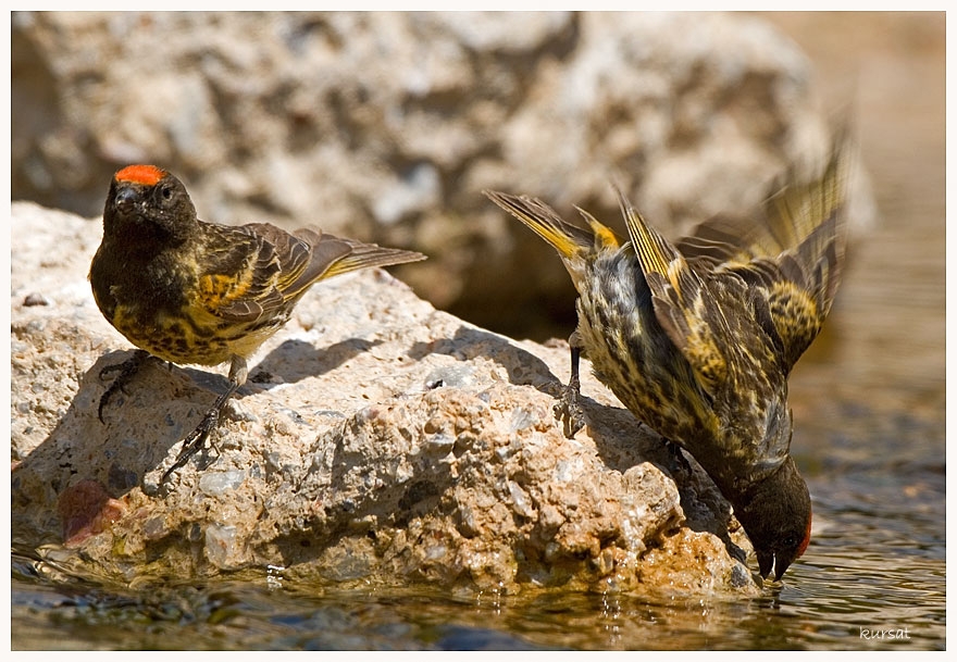 Red-fronted Serin