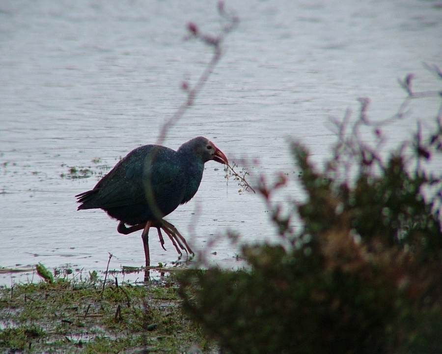 Grey-headed Swamphen