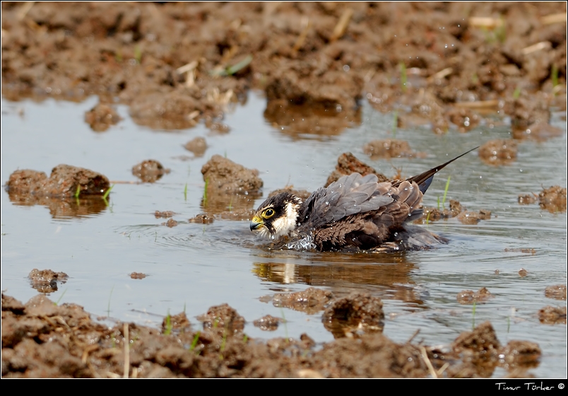 Eurasian Hobby