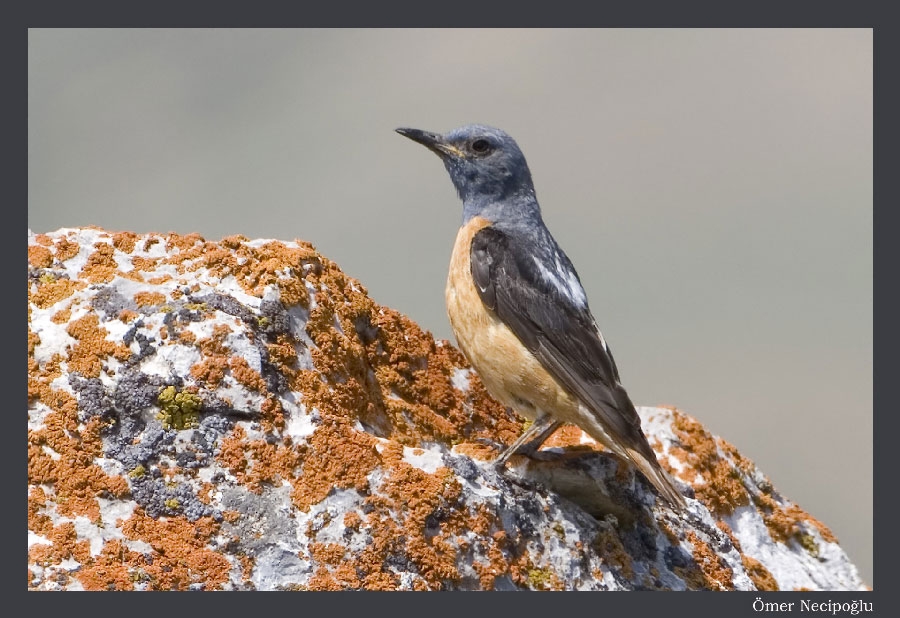 Common Rock Thrush