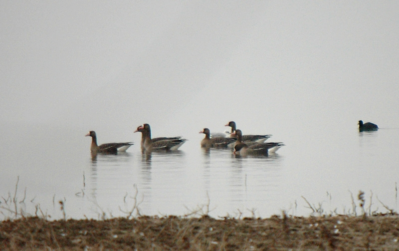 Greater White-fronted Goose