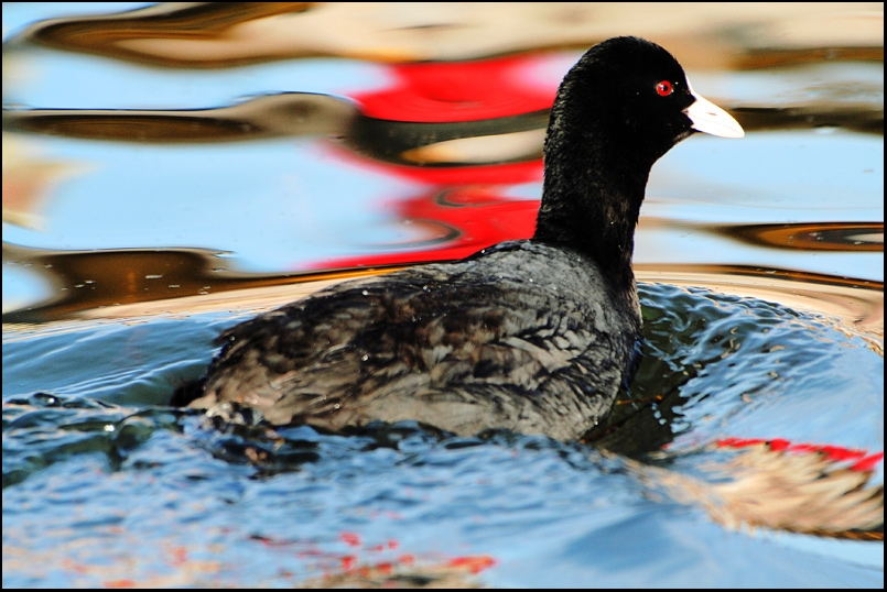Eurasian Coot