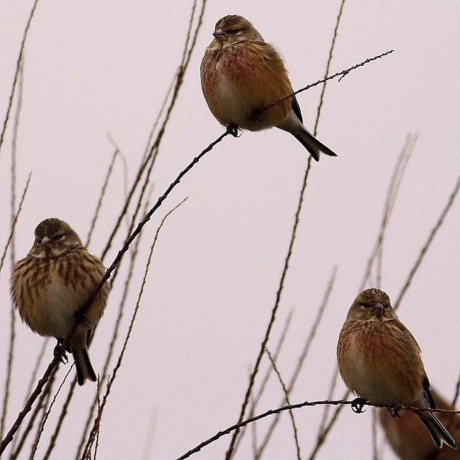 Common Linnet