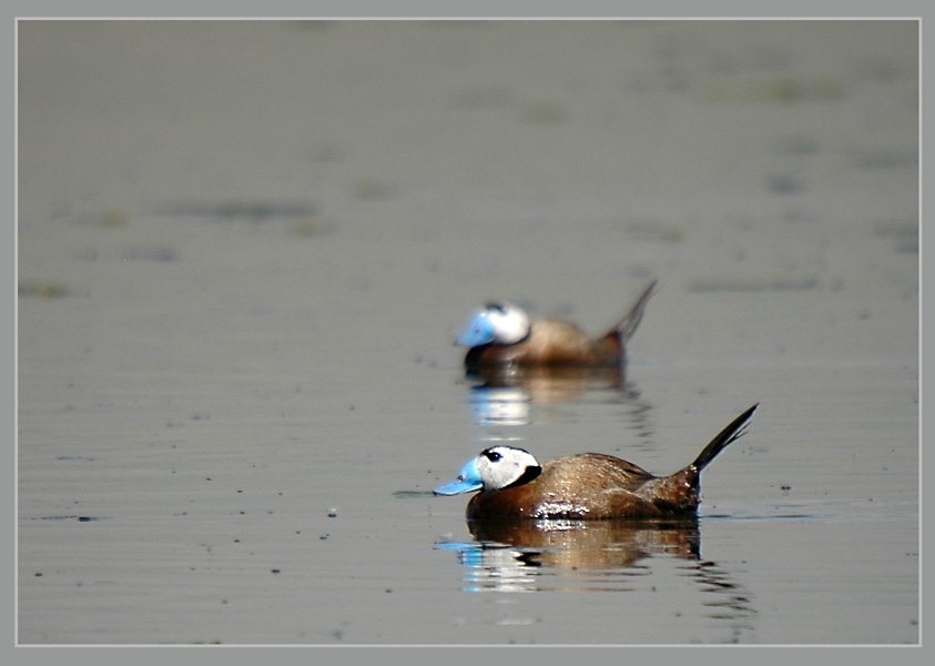 White-headed Duck