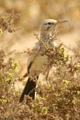 Greater Hoopoe-Lark