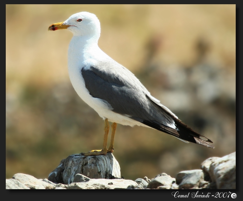 Armenian Gull