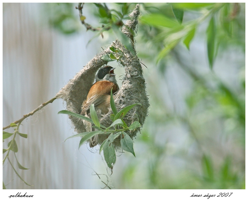 Eurasian Penduline Tit