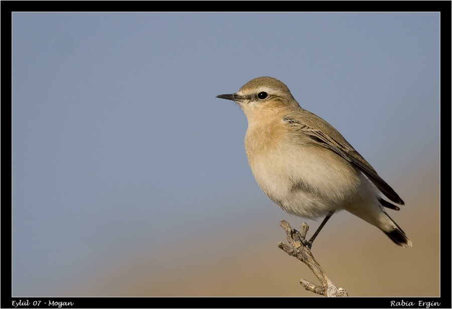 Northern Wheatear