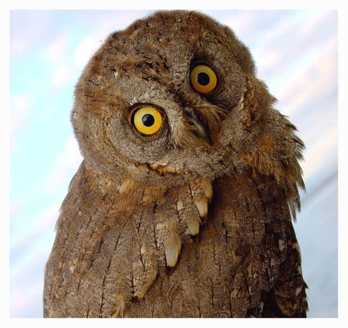 Eurasian Scops Owl
