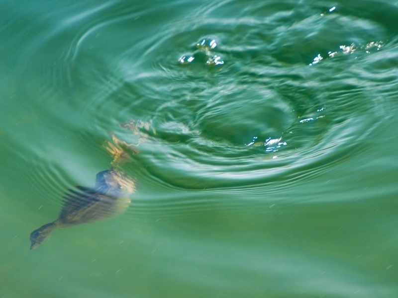 Little Grebe