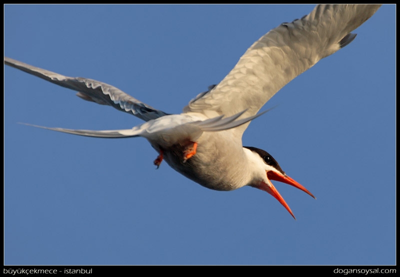 Common Tern