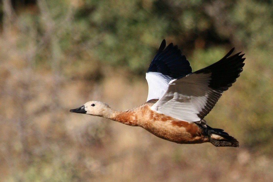 Ruddy Shelduck