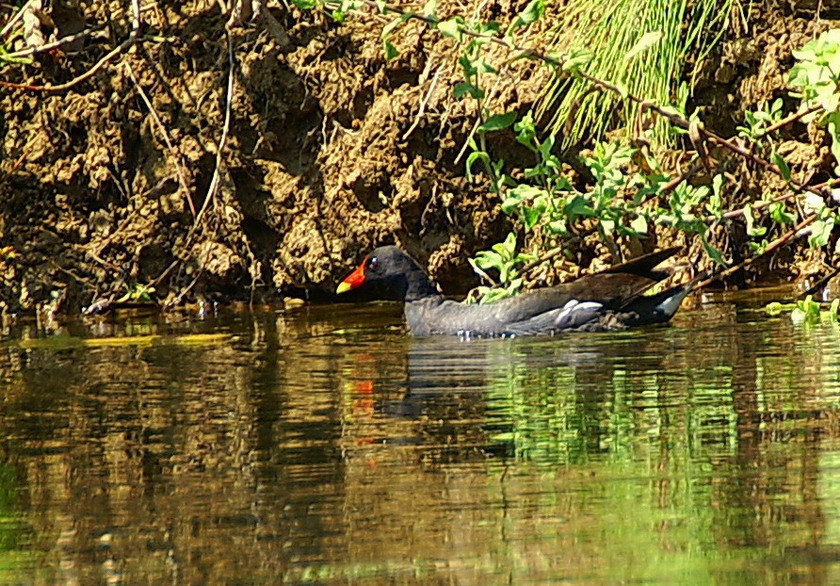 Common Moorhen