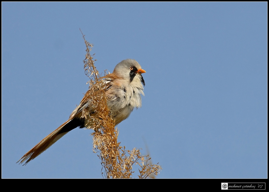 Bearded Reedling