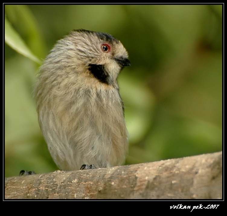 Long-tailed Tit