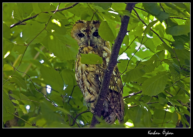 Tawny Owl