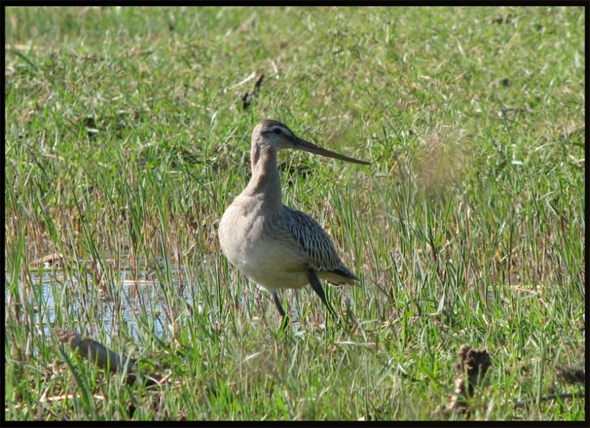 Bar-tailed Godwit