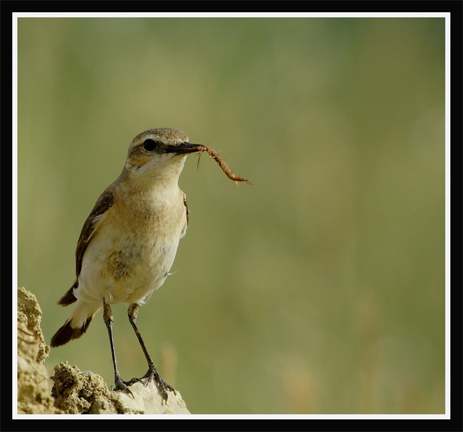Northern Wheatear