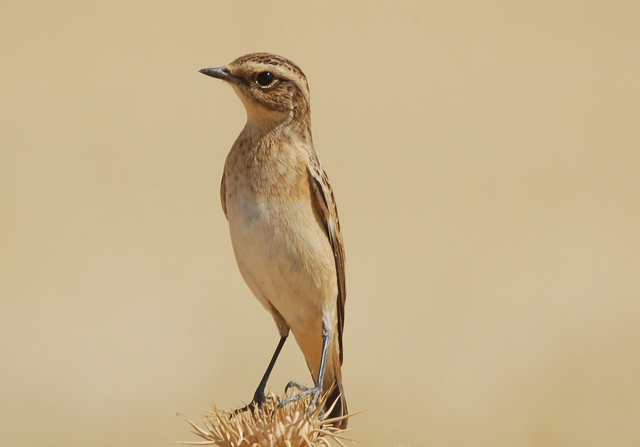 Whinchat