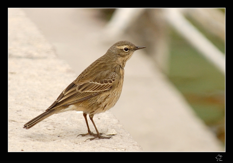 Water Pipit