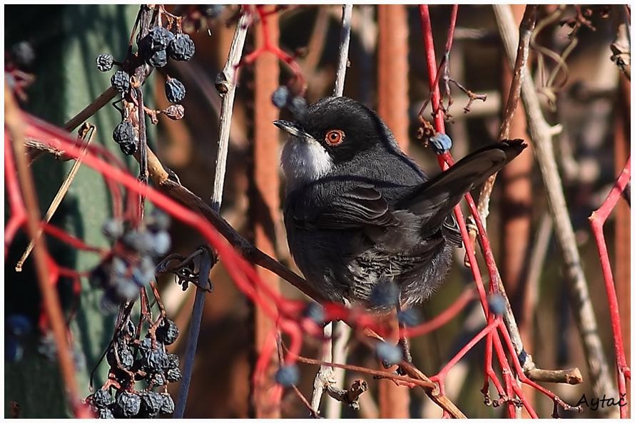 Sardinian Warbler