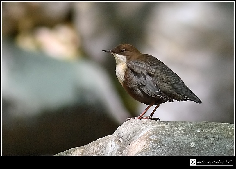 White-throated Dipper