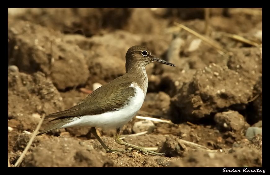 Common Sandpiper