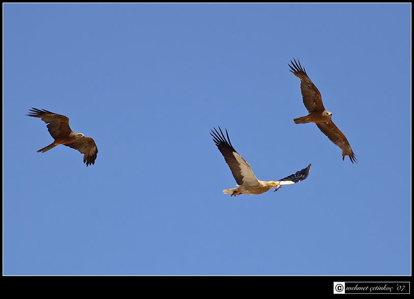 Black Kite