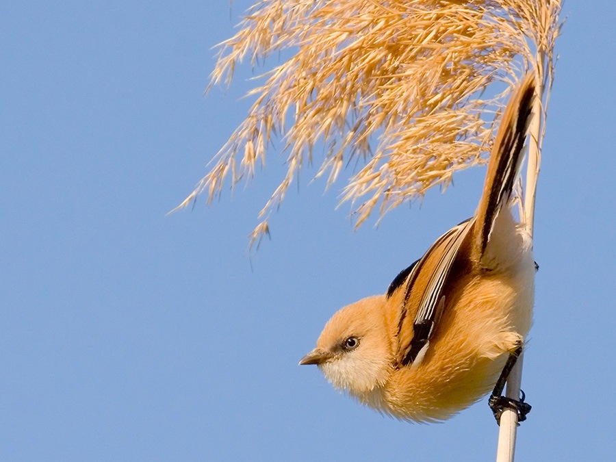 Bearded Reedling