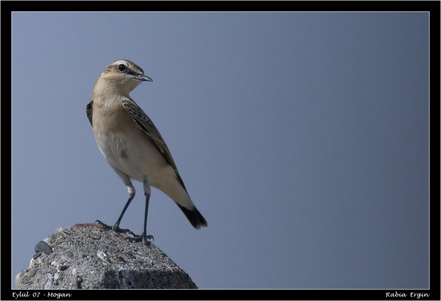 Northern Wheatear