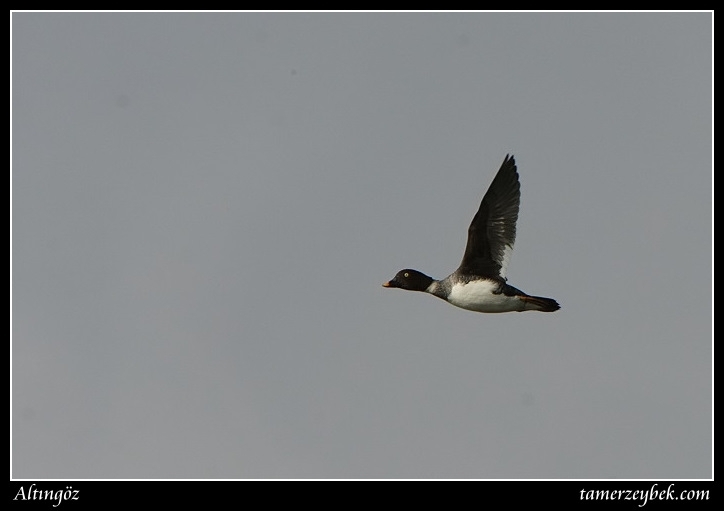 Common Goldeneye