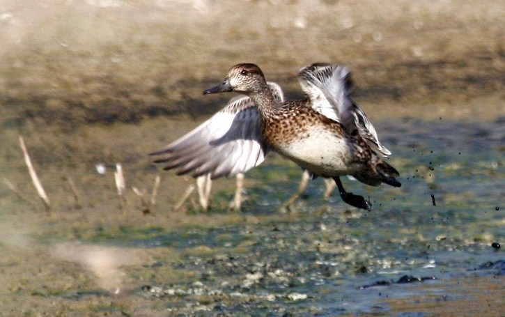 Garganey